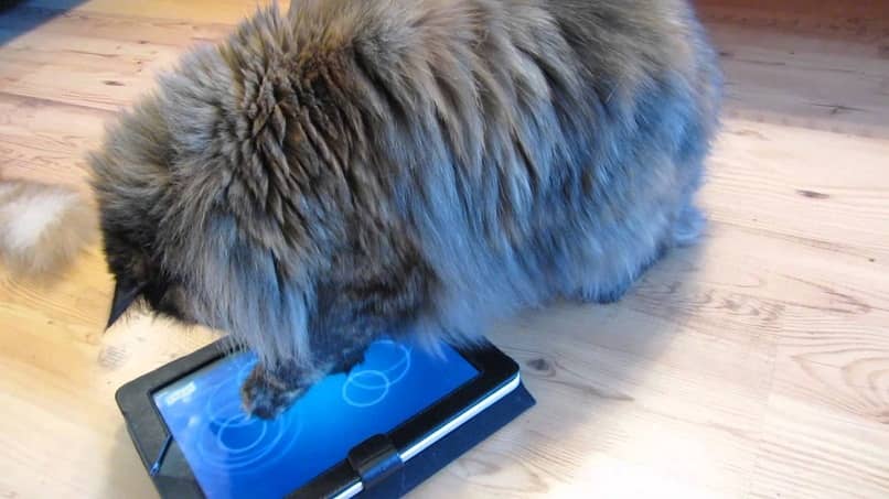 treinamento de gatos a partir de aplicações celulares