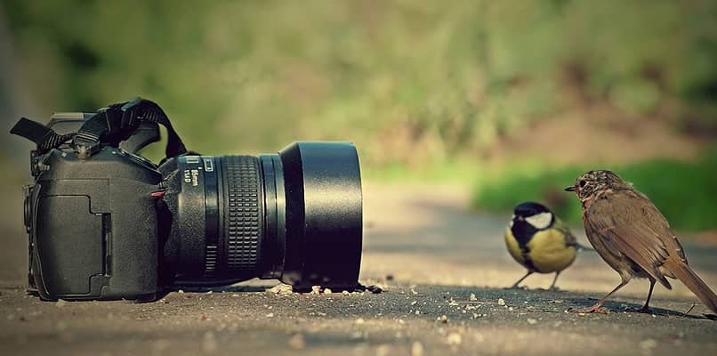 foto de câmera e pássaros juntos