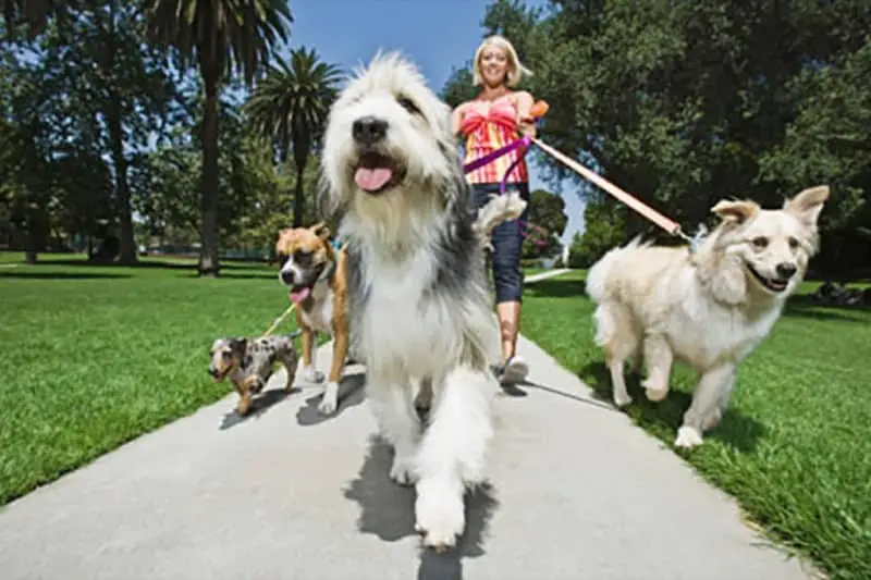 Humano passeando com vários cachorros