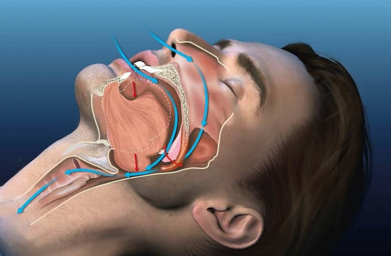 respiração anatomia durante o sono